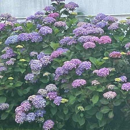 Les Hortensias Vaucelles