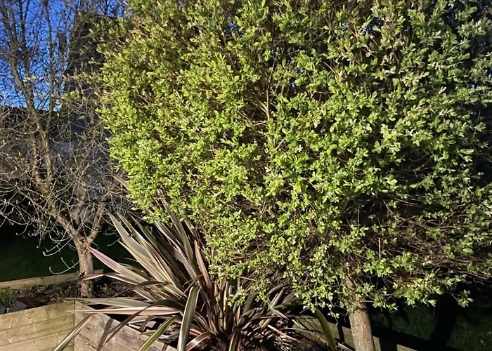 Les Hortensias * Vaucelles