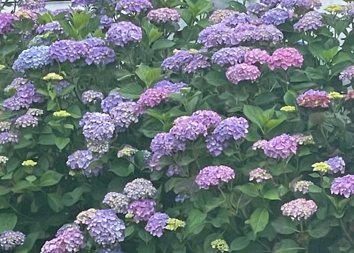 Les Hortensias Vaucelles